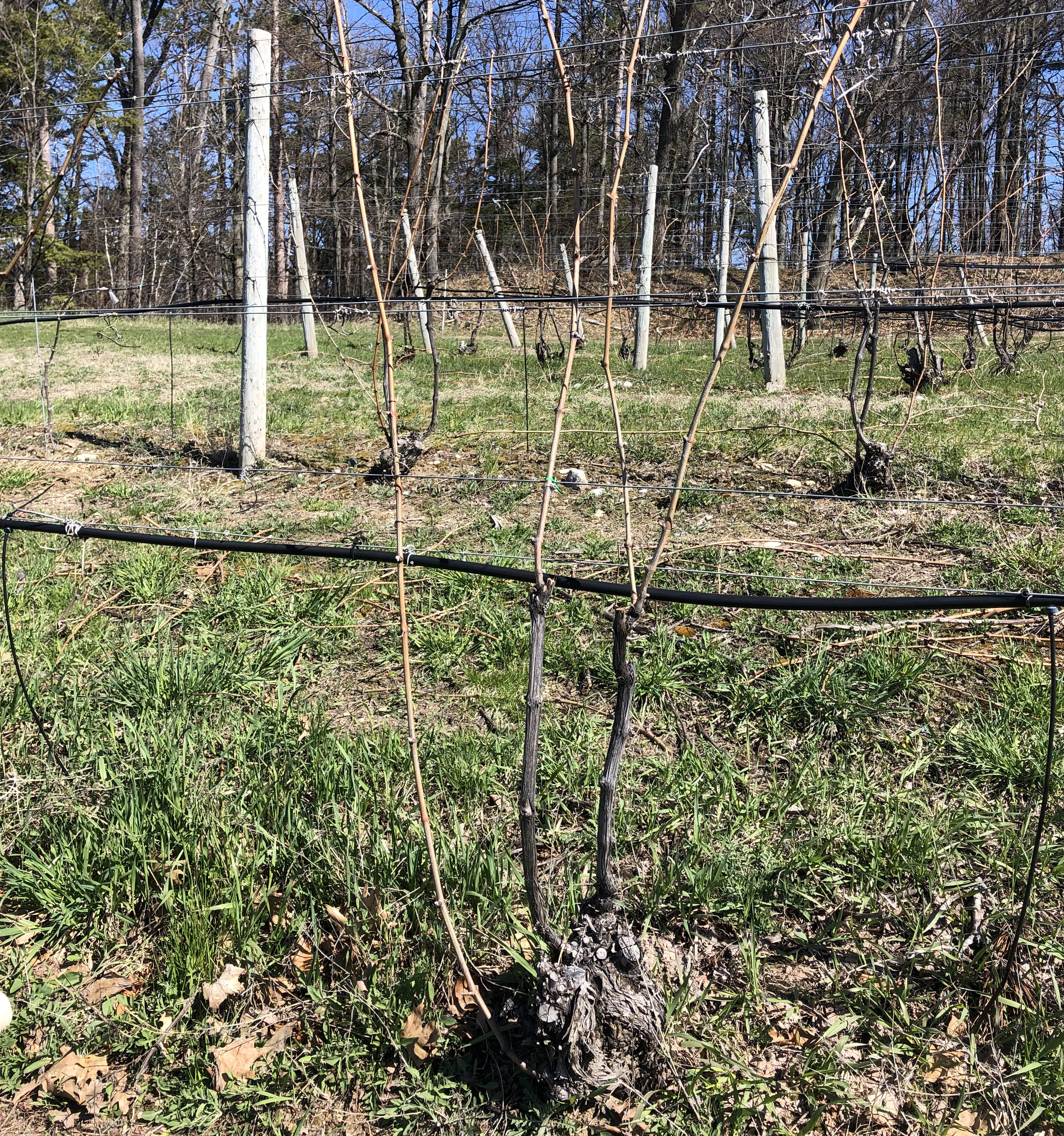 Cabernet Franc grapevine